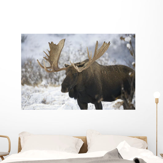 Bull moose in the chugach mountains;Alaska, united states of america Wall Mural