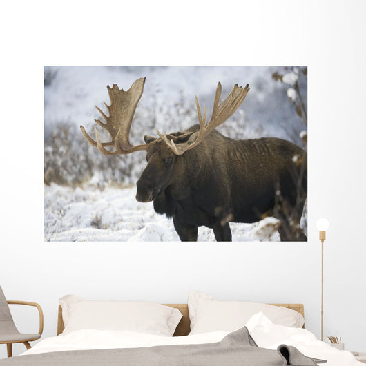 Bull moose in the chugach mountains;Alaska, united states of america Wall Mural