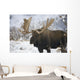 Bull moose in the chugach mountains;Alaska, united states of america Wall Mural