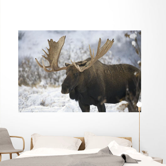 Bull moose in the chugach mountains;Alaska, united states of america Wall Mural