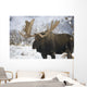 Bull moose in the chugach mountains;Alaska, united states of america Wall Mural