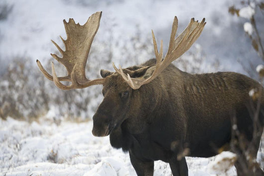 Bull moose in the chugach mountains;Alaska, united states of america Wall Mural