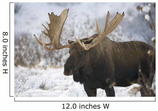 Bull moose in the chugach mountains;Alaska, united states of america Wall Mural