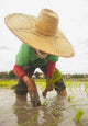 Planting new rice;Chiang mai thailand Wall Mural