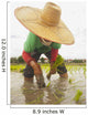 Planting new rice;Chiang mai thailand Wall Mural