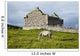 A horse grazing Wall Mural