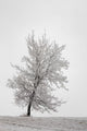 One frosted tree Wall Mural