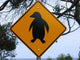 Attention Manchot Wall Decal