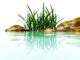 stones and grasses in an environment of water Wall Mural