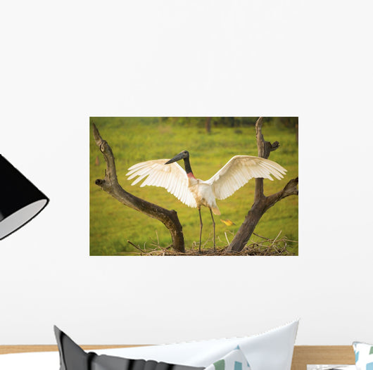 Jabiru stork spreads its wings on a nest;Pantanal brazil Wall Mural