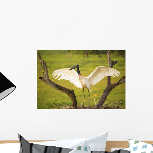 Jabiru stork spreads its wings on a nest;Pantanal brazil Wall Mural