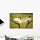 Jabiru stork spreads its wings on a nest;Pantanal brazil Wall Mural