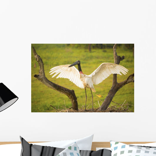 Jabiru stork spreads its wings on a nest;Pantanal brazil Wall Mural