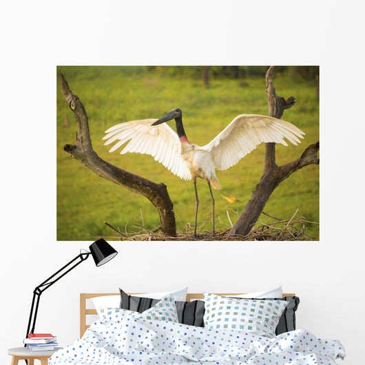 Jabiru stork spreads its wings on a nest;Pantanal brazil Wall Mural