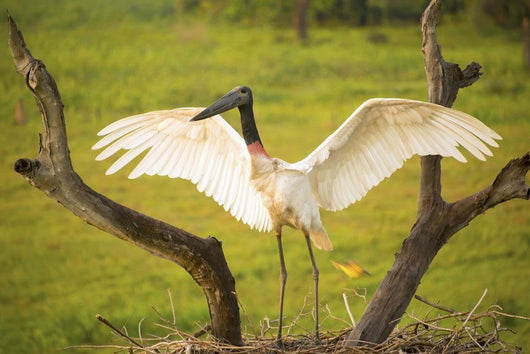 Jabiru stork spreads its wings on a nest;Pantanal brazil Wall Mural