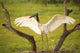 Jabiru stork spreads its wings on a nest;Pantanal brazil Wall Mural