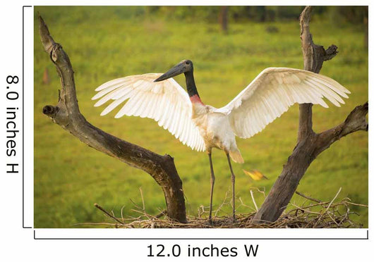 Jabiru stork spreads its wings on a nest;Pantanal brazil Wall Mural