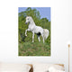 White Horse Hill