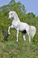 White Horse Hill