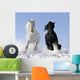 White and Black Horse