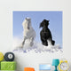 White and Black Horse