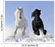 White and Black Horse