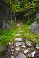 Forest path Wall Mural