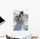 Kleiner Husky Wall Mural