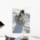 Kleiner Husky Wall Mural