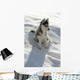 Kleiner Husky Wall Mural