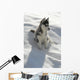 Kleiner Husky Wall Mural