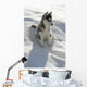 Kleiner Husky Wall Mural