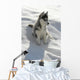 Kleiner Husky Wall Mural