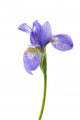 Flower Decals - Iris Wall Decal