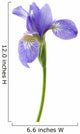 Flower Decals - Iris Wall Decal