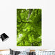 Canopy Wall Mural