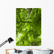 Canopy Wall Mural