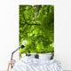 Canopy Wall Mural