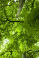 Canopy Wall Mural
