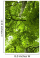 Canopy Wall Mural