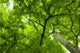 Canopy Wall Mural