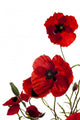 Poppy Wall Decal