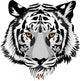 Tiger head.Vector Wall Decal