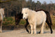 Ponies Wall Mural