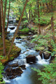 Forest Creek with Hiking Wall Mural