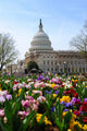 Capitol Building Washington DC Wall Mural