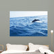 Dolphin Jumping Ocean