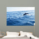 Dolphin Jumping Ocean