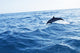 Dolphin Jumping Ocean