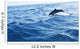 Dolphin Jumping Ocean